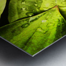  Impressionistic Hosta Leaves  Metal print