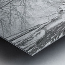 Some trees never give up Metal print