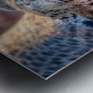 Angry cheetah portrait Namibia                           Metal print