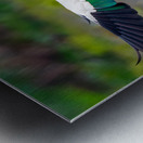 Ruddy Shelduck Metal print