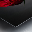 Single Red Rose Metal print