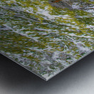 Cold Scotch Pines Metal print