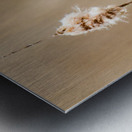 Chickadee  Metal print