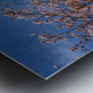 Cherry blossoms frame the facade of the Delaware City Hall in Oh Metal print