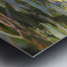 EATING GRASS IN PENNSYLVANIA POND Metal print