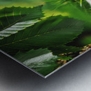 CHIPMUNK WITH A CHESTNUT Metal print