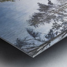 TALL PINES REACHING FOR THE SKY Metal print