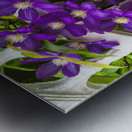 CLIMATIS ON THE TRELLIS Metal print