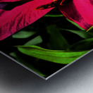 Abstract Lily Flower Close Up  Metal print