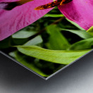 Vibrant Lily Metal print