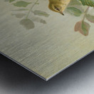 Phylloscopus viridanus. Nitidus. Borealis by Johann Friedrich Naumann [1780–1857] Metal print