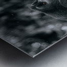 Lookin to the Sky B&W Metal print