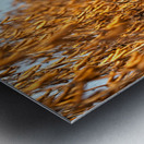 Solitude seche Metal print