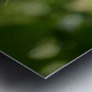 Virginia Creeper Vine Metal print