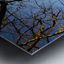 View from the forest onto serene meadow and dusk  Metal print