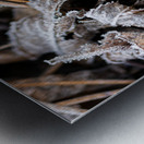 Closeup macro shot of a fungus and withered leaves covered by beautiful ice crystals  Metal print