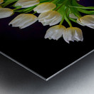 White Tulips in My Best Vase Metal print