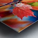 Wet Maple Leaves Metal print