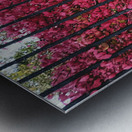 Burning Bush Behind Bars Metal print