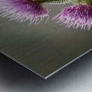 Scottish Thistle Metal print