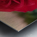 Red rose Metal print