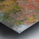 Bull Elk in Cataloochee Valley in North Carolina   Metal print