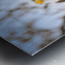 DSC06907 Metal print