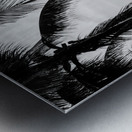 Black and white shot of palm trees at the promenade of Copacabana Beach in Rio de Janeiro Metal print