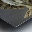 LARGEMOUTH BASS  Metal print