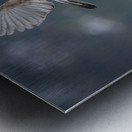 DSC_2361 Metal print