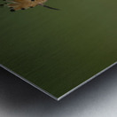 DSC_1334 Metal print