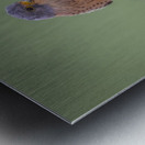 DSC_1196 Metal print