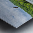 Hawk Over Little Golden Gate Metal print