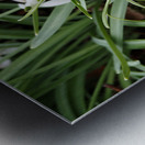  Natures Snowdrops                                                                                                                     Metal print