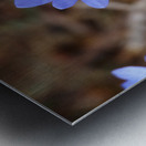 Edinburghs Blue Surprise                                                                                                                      Metal print