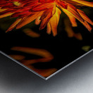 Dahlia Fire Metal print