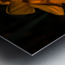 Daffodils of Spring                                                                                                                     Metal print