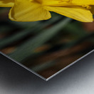 Spring Daffodils                                                                                                                      Metal print