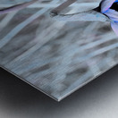 Blue Surreal Daffodils                                                                                                                      Metal print