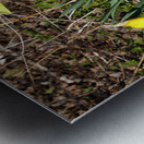  Springs Call for the Scottish Highlands                                                                                                                     Metal print