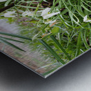 Spring Snowdrops in the Scottish Highlands                                                                                                                       Metal print