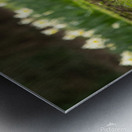 Grooming Duck Metal print