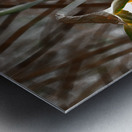   Abstract Glowing Daffodils                                                                                                                    Metal print