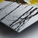  Daffodils Song in the Scottish Highlands                                                                                                                     Metal print