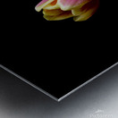 Three Tulips Metal print