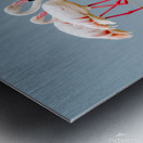 Amboseli Flamingos Metal print