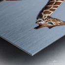 Reticulated Giraffes Metal print