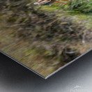 Yellow-billed Stork Metal print