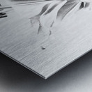  Black and White Lilies                                                                                                                     Metal print