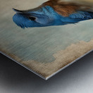 BLUEBIRDS Impression metal